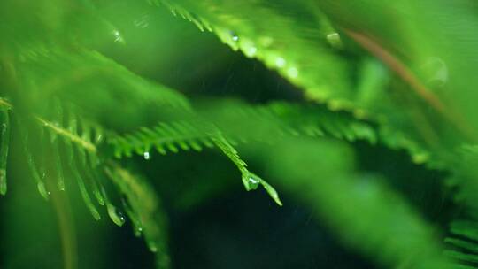 雨中的植物微距，水滴滴落慢镜头