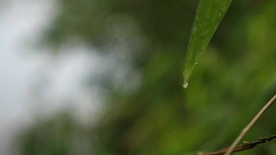 雨水滴落到竹叶上