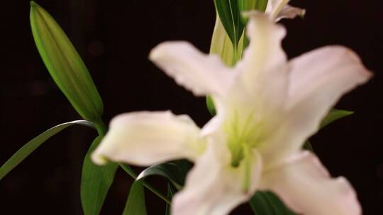 鲜花家居装饰百合花