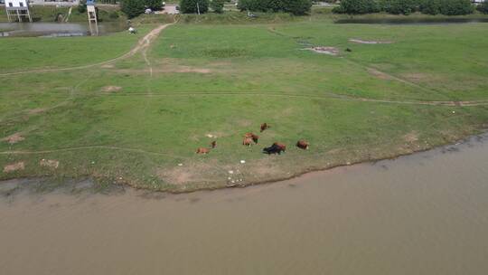 航拍河边草原散养牛羊