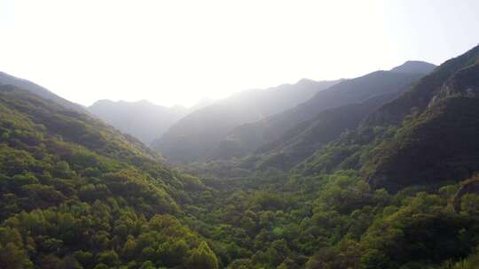 森林大自然树林氧吧森林空气环保大自然树林