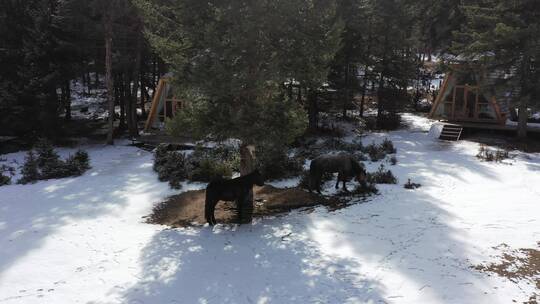 四川西部雪地马儿奔跑