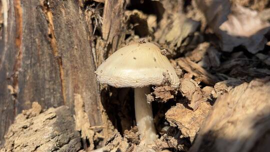 白色菌类蘑菇