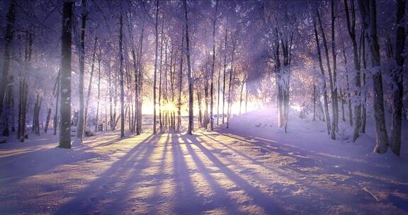 阳光穿越树林 照射在积雪覆盖的地面