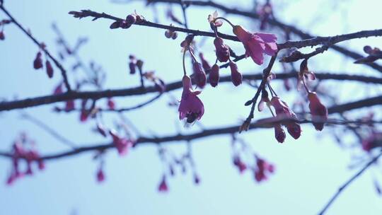 樱花蜜蜂采花和茶园风光