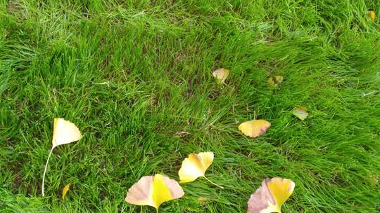 景色秋天地上的银杏叶视频素材模板下载
