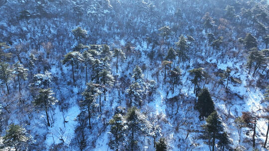 航拍冬天江西旅游庐山森林雪景