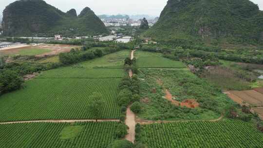 广西桂林尧山茶园