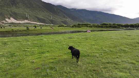 西藏草原风光