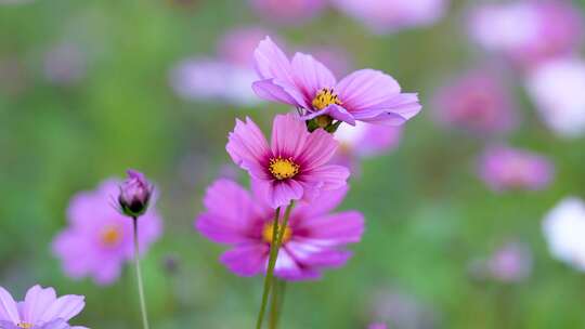 格桑花合集 格桑花海 野花盛开 格桑花升格