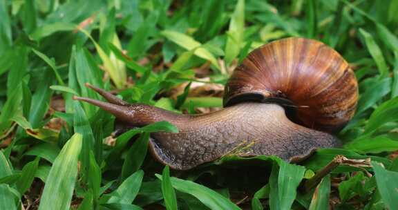 叶子上的蜗牛治愈可爱动物