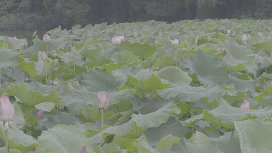 南湖公园夏季荷花盛开美景实拍