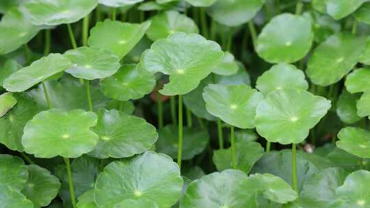 金钱草、铺地莲