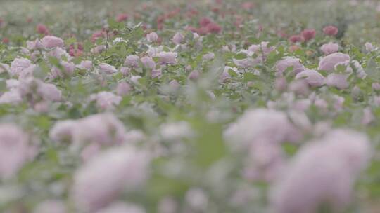 温室花卉LOG视频素材