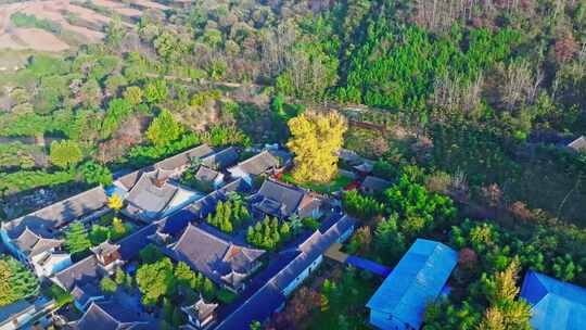 古观音禅寺银杏树秋景