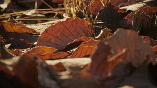 秋天地面上的枯叶视频素材模板下载