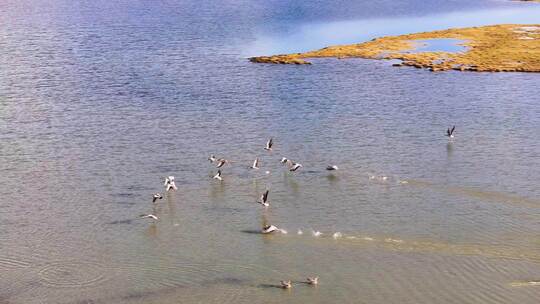 航拍三江源保护区自然环境水鸟飞翔鸟类飞翔
