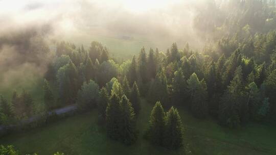 航拍被雾笼罩的森林