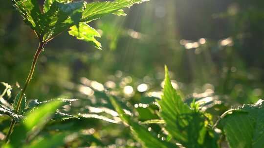 树叶阳光穿透树叶原始森林植物