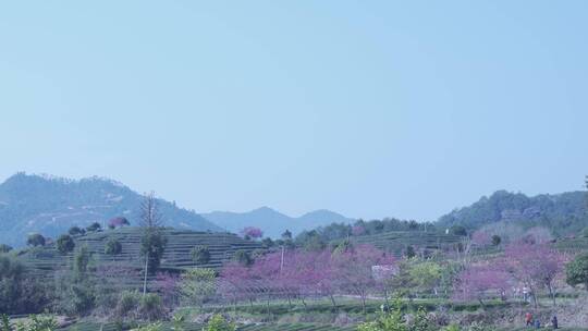 樱花蜜蜂采花和茶园风光