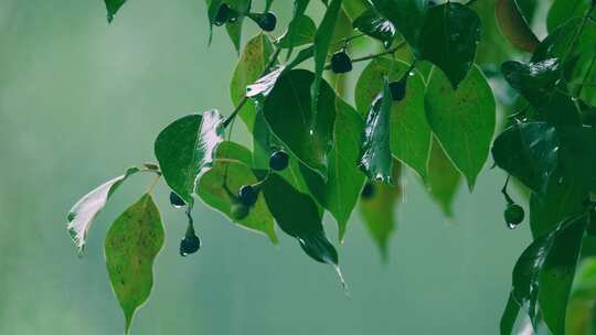 树叶下雨