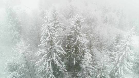 冬天被雪和雾覆盖的松树视频素材模板下载