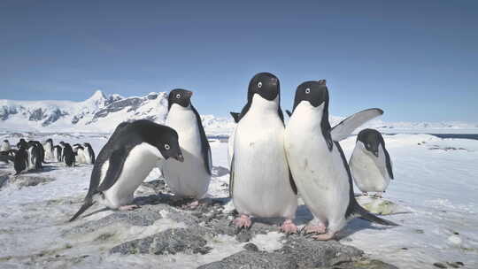 南极阿德利企鹅群戏特写