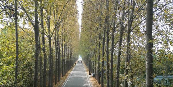 西安户县鄠邑秋天树林落叶氛围视频素材模板下载