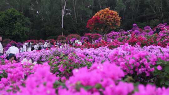 莲花山杜鹃花展合集