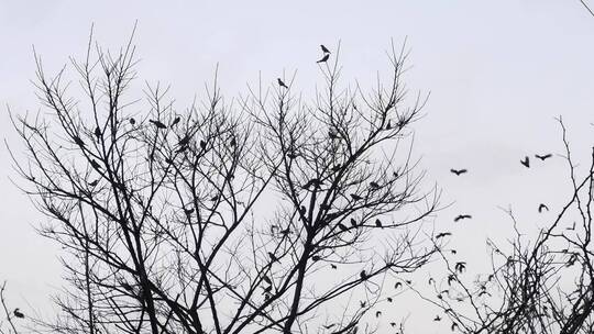 树枝上的麻雀飞来飞去