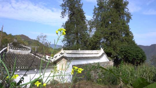 山间户外油菜花黄花