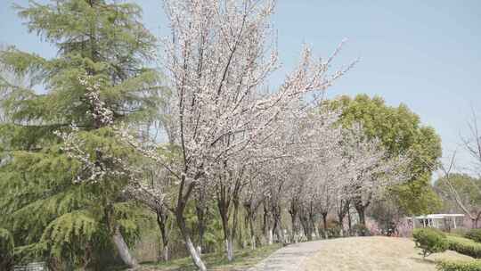 春天春暖花开白色花朵桃花樱花空镜