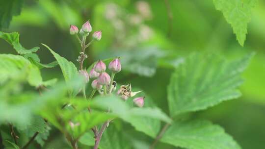 山林中的野花/空镜