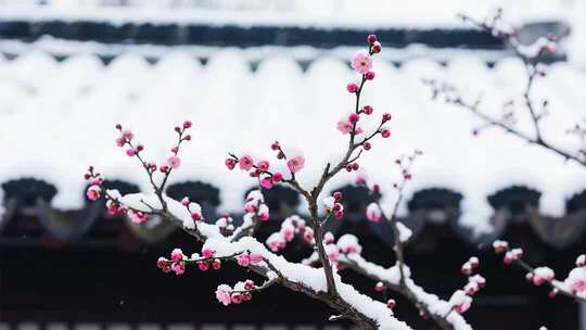 雪中绽放的梅花特写