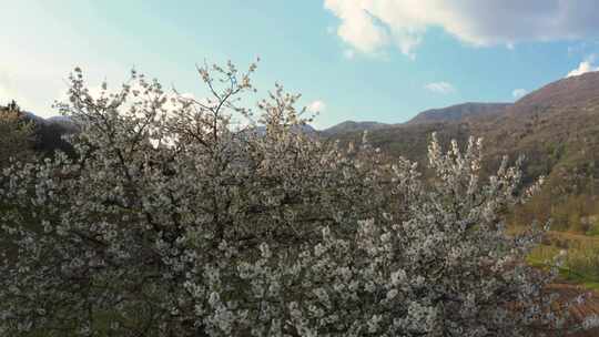 开花树，树，花，白花