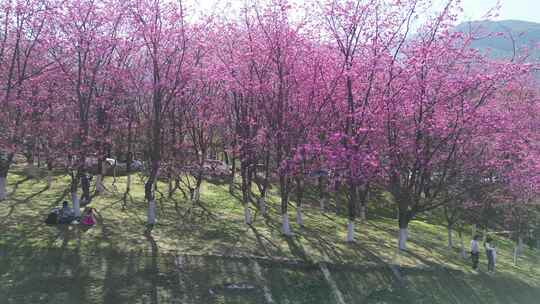 大理大学樱花风景