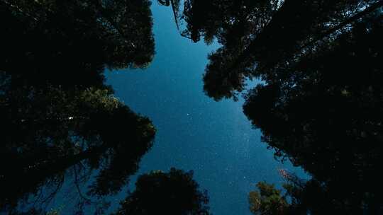 夜空星辰 深林 树木延时