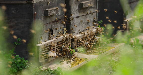 一群蜜蜂围绕养蜂场的蜂箱飞舞慢镜头