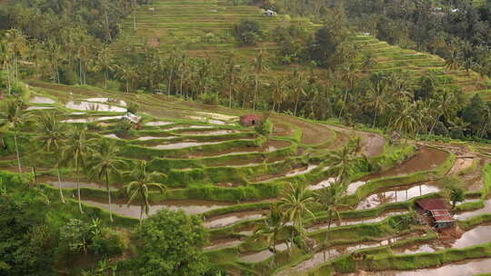 村庄富饶的稻田覆盖着椰子树