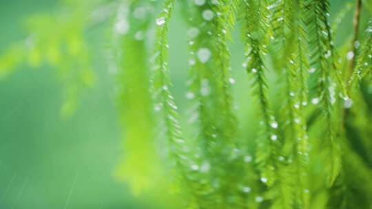 雨水树叶