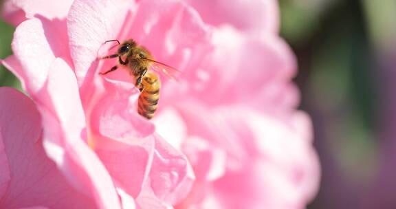 蜜蜂吸花粉2