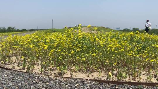 济南黄河北油菜花海盛开