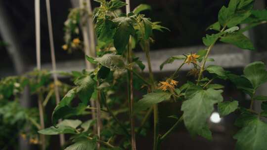 温室，花，叶，植物苗圃