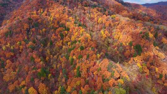 4K秋天色彩五花山光雾山秋景风光自然新疆