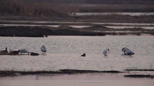 候鸟 湿地 天鹅 大雁