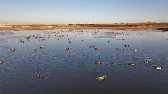 白鹭 野鸭 湖泊 湿地 保护环境 栖息地集锦