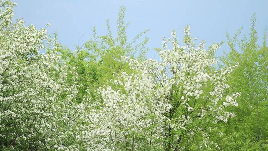 大兴安岭春季山荆子花