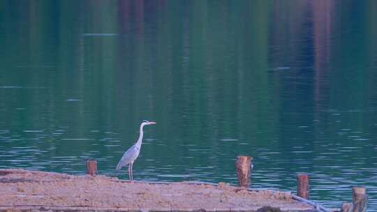 广州海珠湖公园白鹭野生鸟类动物