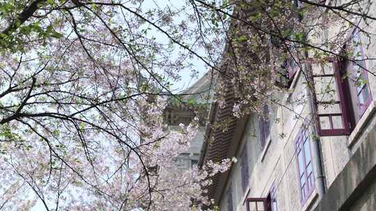 武汉大学樱花树