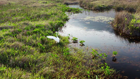 湖泊湿地中的白鹭